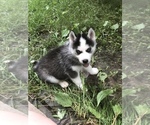 Small Photo #16 Siberian Husky Puppy For Sale in BELLEVIEW, MO, USA