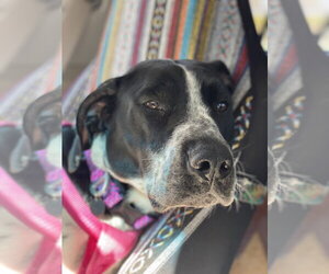 Pointer-Unknown Mix Dogs for adoption in Polson, MT, USA