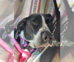 Small Pointer Mix
