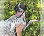 Small Photo #1 German Shorthaired Pointer-Unknown Mix Puppy For Sale in Galveston, TX, USA