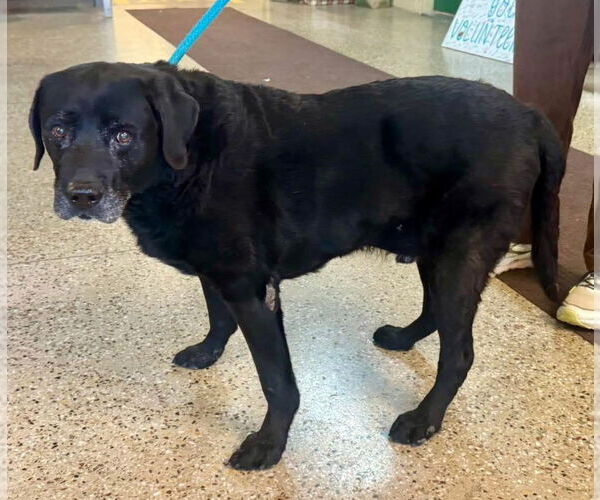 Medium Photo #2 Labrador Retriever Puppy For Sale in Williamsburg, IA, USA