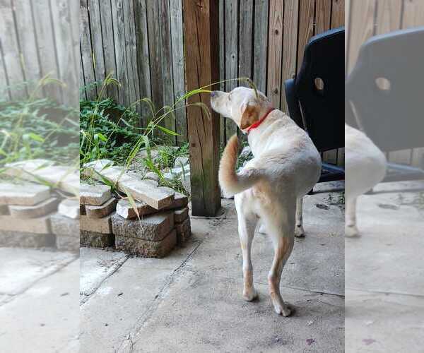 Medium Photo #10 Labrador Retriever Puppy For Sale in SILVER SPRING, MD, USA