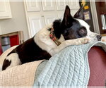 Small #4 Rat Terrier Mix