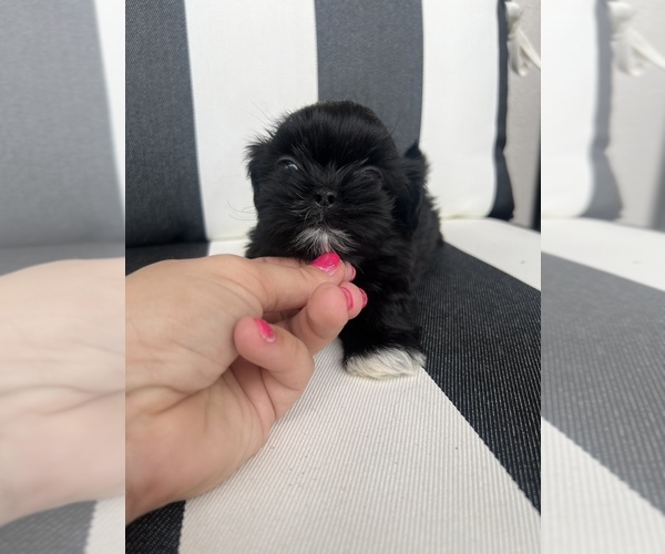 Medium Photo #4 Shih Tzu Puppy For Sale in BEAVER, UT, USA