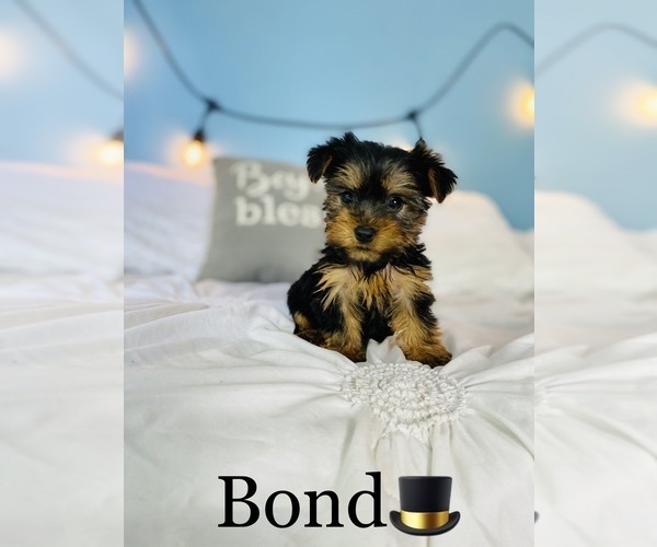 Medium Photo #10 Yorkshire Terrier Puppy For Sale in COOKEVILLE, TN, USA