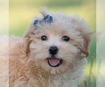 Puppy Rio Maltipoo (Miniature)