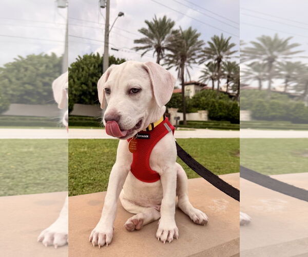 Medium Photo #5 Labrador Retriever-Unknown Mix Puppy For Sale in Royal Palm Beach, FL, USA