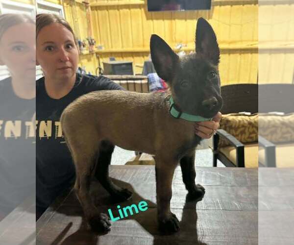 Medium Photo #1 Belgian Malinois Puppy For Sale in WHITESBORO, TX, USA