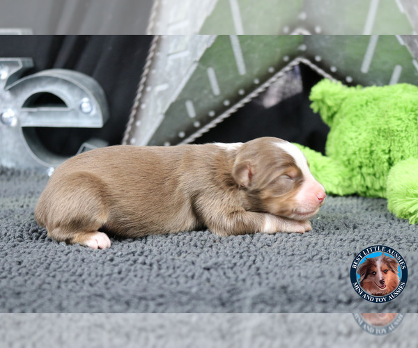 Medium Photo #7 Miniature Australian Shepherd Puppy For Sale in GRANBURY, TX, USA