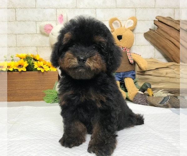 Medium Photo #3 Poodle (Toy) Puppy For Sale in SAN JOSE, CA, USA