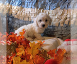 Small Photo #3 Coton de Tulear Puppy For Sale in W FIELD, NC, USA