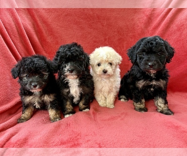 Medium Photo #1 Poodle (Miniature) Puppy For Sale in FAIR HAVEN, MI, USA