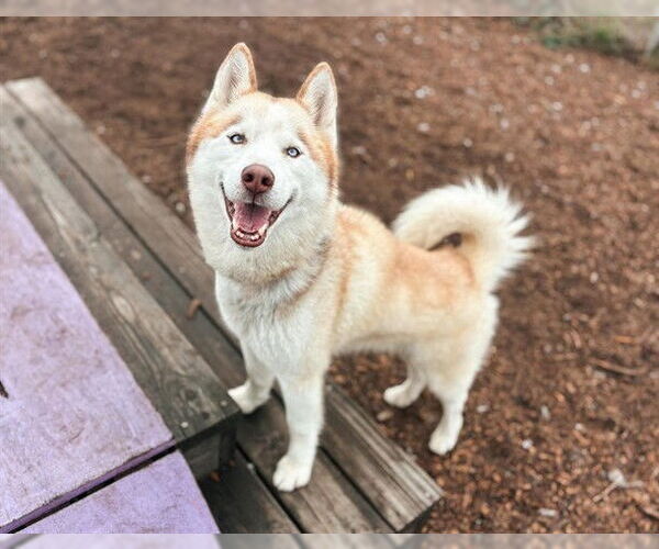 Medium Photo #2 Siberian Husky-Unknown Mix Puppy For Sale in McKinleyville, CA, USA