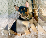 Small #19 Gerberian Shepsky