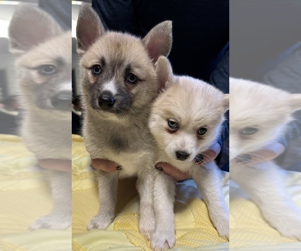 Medium Photo #55 Pomsky Puppy For Sale in LOVELAND, CO, USA