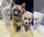 Small #54 Pomsky