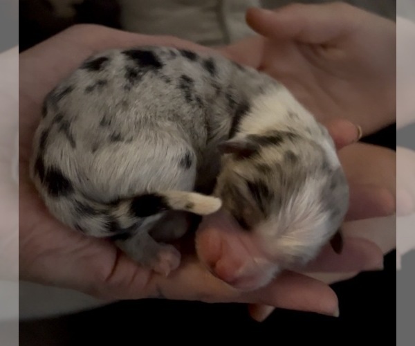 Medium Photo #1 Miniature Australian Shepherd Puppy For Sale in LONGVIEW, WA, USA