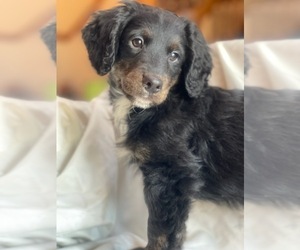 Miniature Bernedoodle Puppy for sale in INDIANAPOLIS, IN, USA