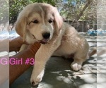 Puppy Puppy 3 Anatolian Shepherd-Kangal Dog Mix