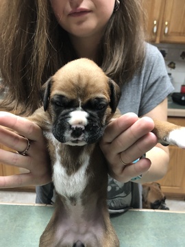 Medium Photo #3 Boxer Puppy For Sale in ELKO, NV, USA
