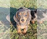 Small #6 Dachshund
