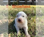 Puppy Snowflake Great Pyrenees