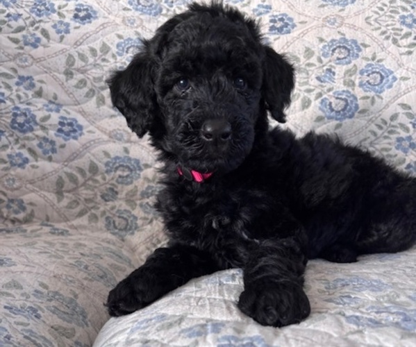 Medium Photo #5 Schnoodle (Giant) Puppy For Sale in ANDERSON, CA, USA