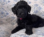 Small Photo #23 Schnoodle (Giant) Puppy For Sale in ANDERSON, CA, USA