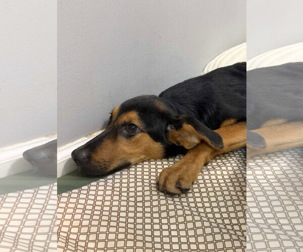 Medium Photo #4 Shepradors Puppy For Sale in Southbury, CT, USA