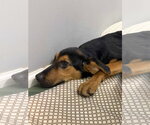 Small Photo #4 Shepradors Puppy For Sale in Southbury, CT, USA
