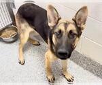 Small #2 German Shepherd Dog