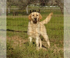 Mother of the Labrador Retriever puppies born on 11/27/2025