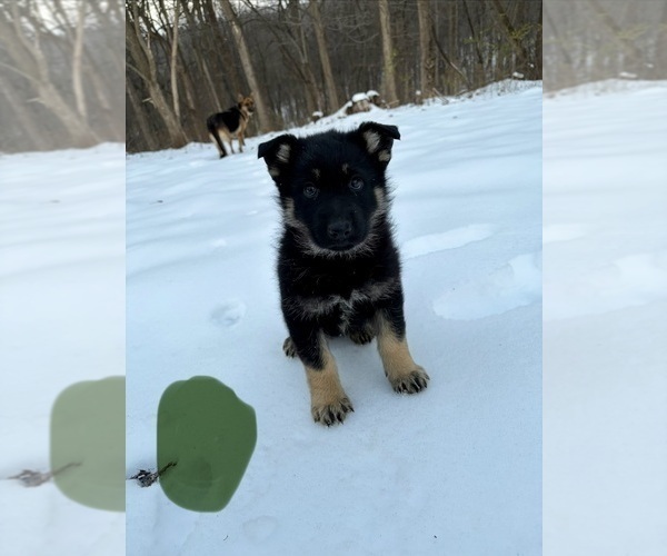 Medium Photo #8 German Shepherd Dog Puppy For Sale in BEARDSTOWN, IL, USA