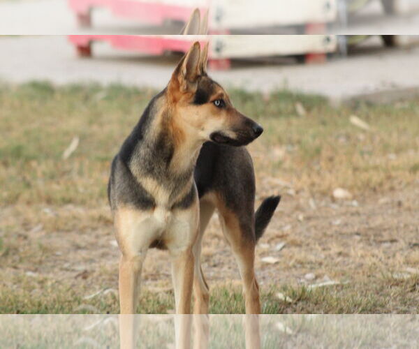 Medium Photo #2 Mutt Puppy For Sale in El Centro, CA, USA