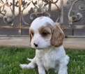 Small Photo #25 Cavapoo Puppy For Sale in PHOENIX, AZ, USA