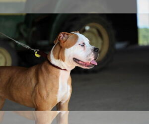 Violet Beauregarde Lonestar - Female Boxer-Unknown Mix Dog for Adoption - Photo #25