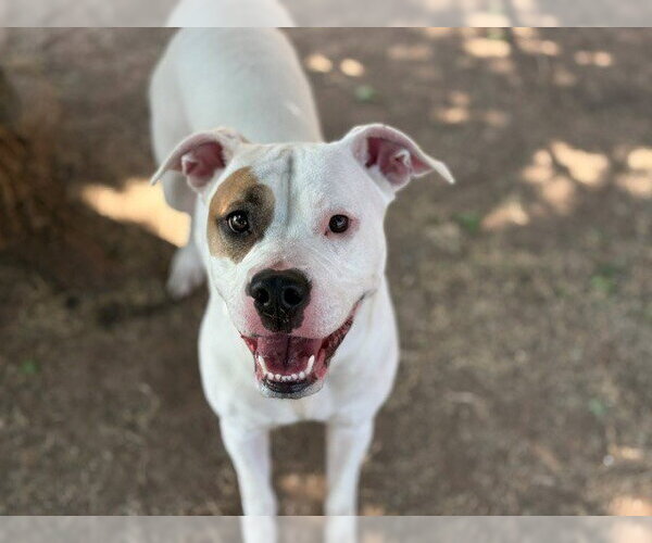 Medium Photo #1 Mutt Puppy For Sale in Tulsa, OK, USA