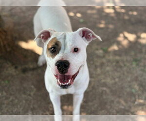 Mutt Dogs for adoption in Tulsa, OK, USA