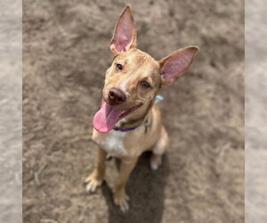 Labrador Retriever-Unknown Mix Dogs for adoption in Aurora, CO, USA