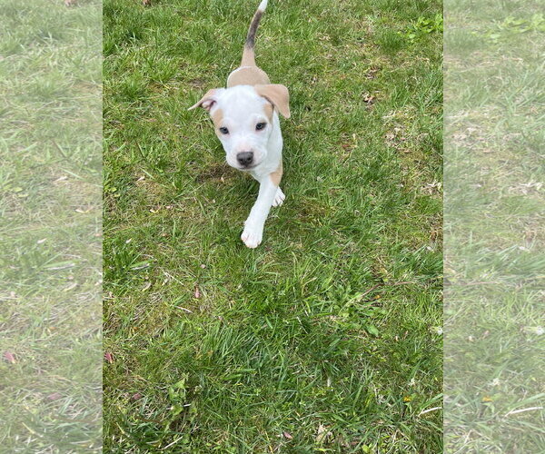 Medium Photo #7 Mutt Puppy For Sale in Rockaway, NJ, USA