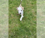 Small #6 Mutt