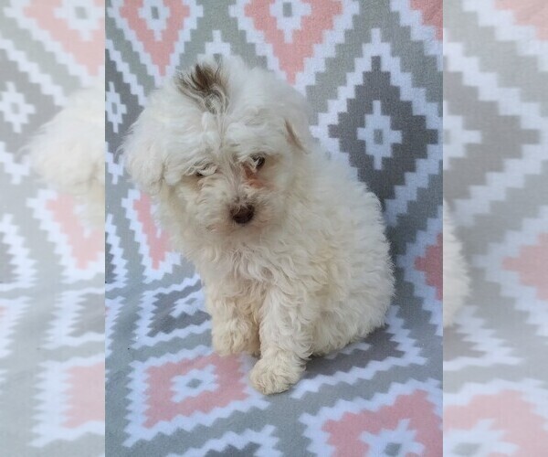 Medium Photo #1 Poodle (Miniature) Puppy For Sale in DUNNVILLE, KY, USA