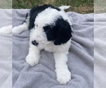 Small Photo #23 Sheepadoodle Puppy For Sale in CONROE, TX, USA