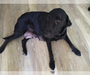 Father of the Labrador Retriever puppies born on 01/22/2023