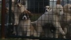 Small Photo #9 Anatolian Shepherd-Great Pyrenees Mix Puppy For Sale in CALVIN, OK, USA