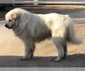 Father of the Great Pyrenees puppies born on 07/08/2023