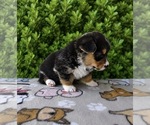 Small #3 Pembroke Welsh Corgi