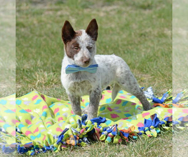 Medium Photo #11 German Shepherd Dog-Unknown Mix Puppy For Sale in Gretna, NE, USA