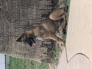 Belgian Malinois Puppy for sale in HARKER HEIGHTS, TX, USA