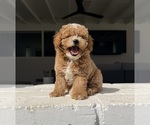 Puppy 1 Poodle (Miniature)